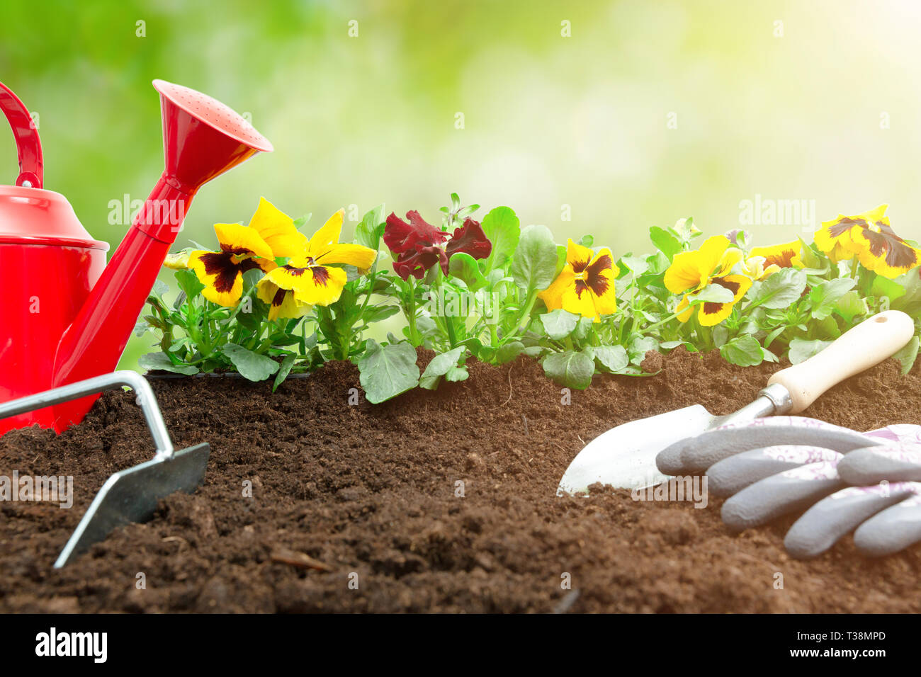 Gartenarbeit Konzept - Satz von Tools für die Gärtner und Stiefmütterchen Pflanzen in sonniger Garten Stockfoto