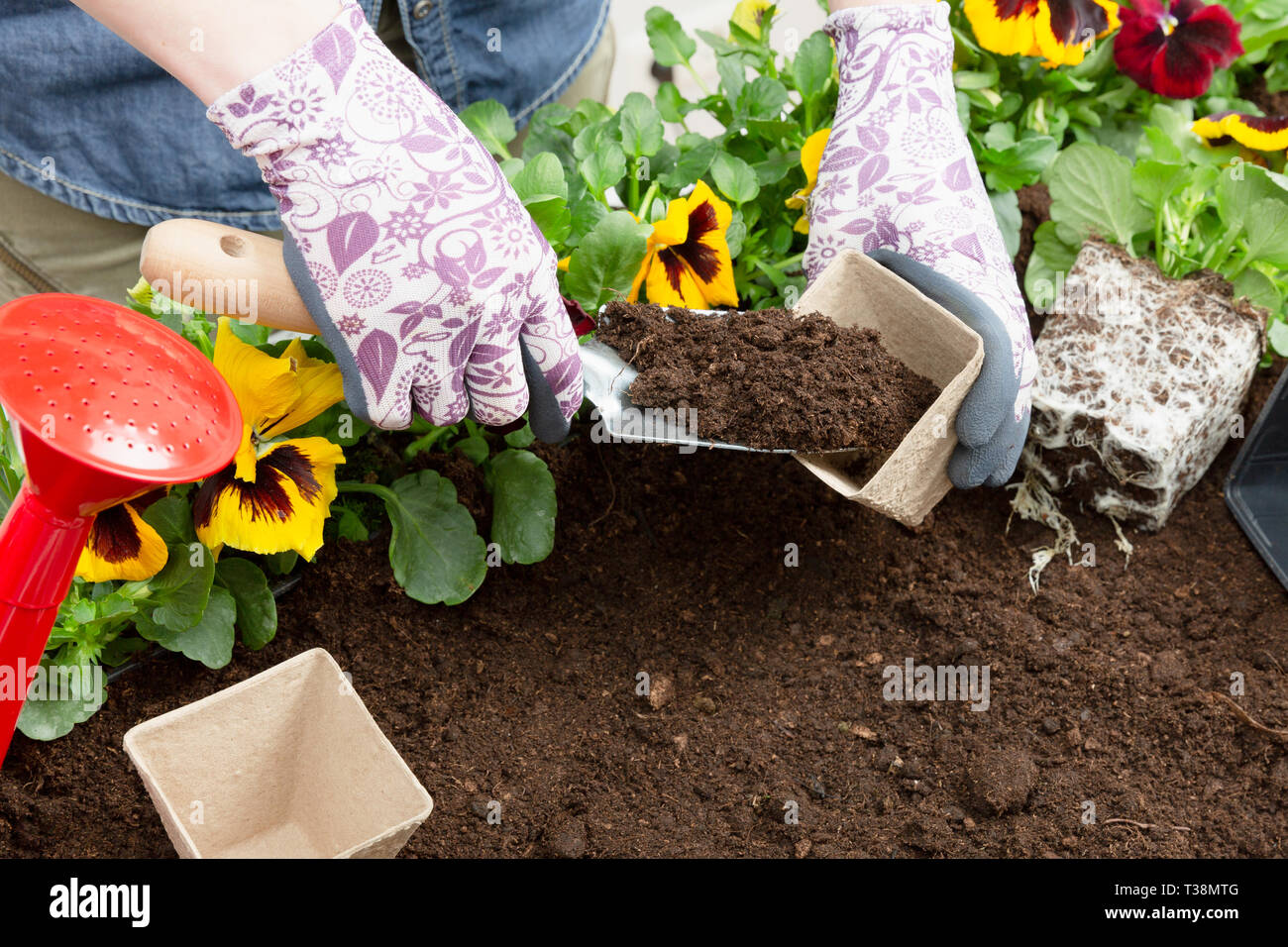 Hände von Gärtner Frau die Erde in einen Blumentopf. Pflanzung Frühjahr Stiefmütterchen Blume. Gartenarbeit Konzept Stockfoto