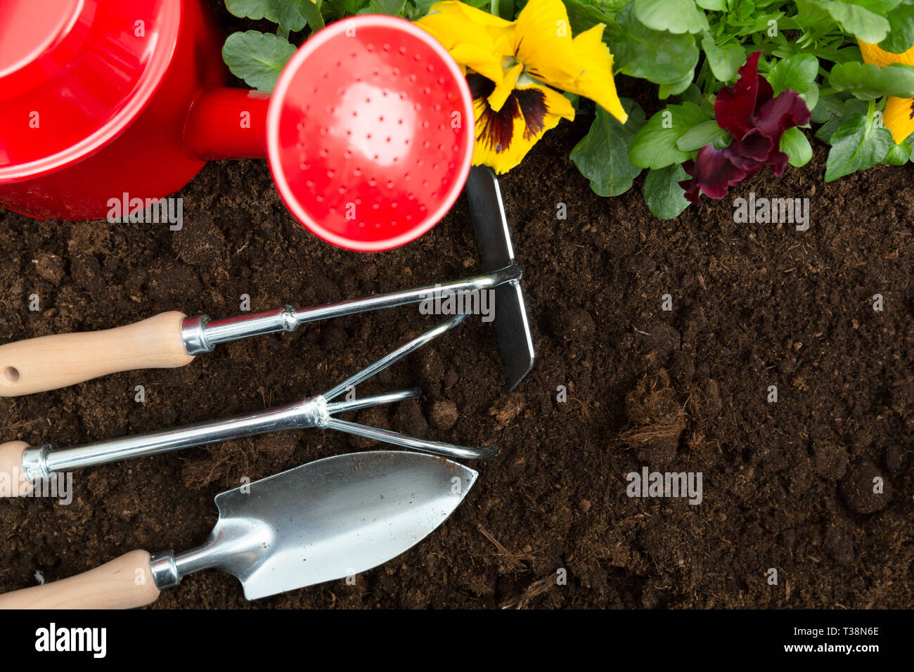 Gartengeräte auf Boden Hintergrund. Pflanzung Frühjahr Stiefmütterchen Blume im Garten. Frühling Garten Arbeit Konzept Stockfoto