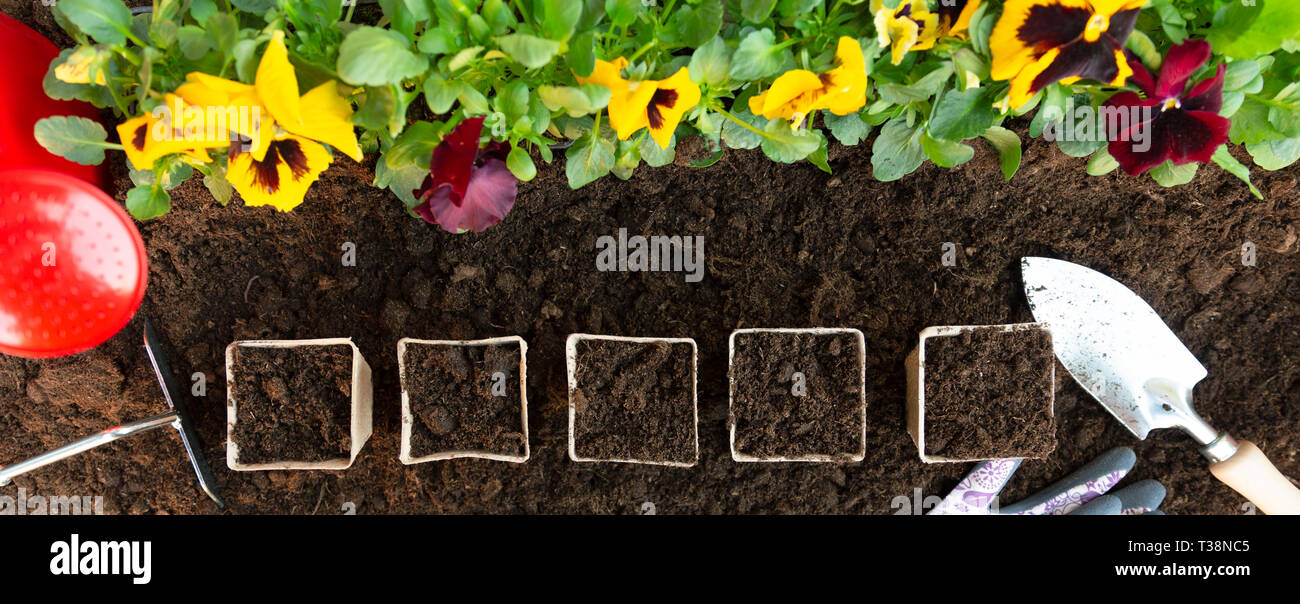 Gartengeräte und Papier Töpfe auf Boden Hintergrund. Pflanzung Frühjahr Stiefmütterchen Blume im Garten. Frühling Garten Arbeit Konzept Stockfoto