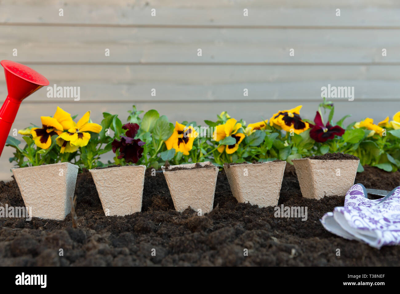 Gartengeräte und Feder Stiefmütterchen Blumen auf der Terrasse im Garten. Gartenarbeit Konzept Stockfoto