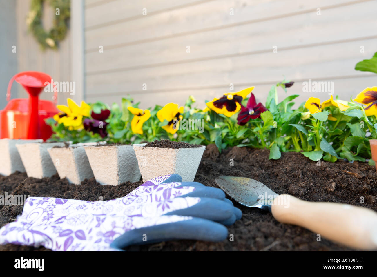 Gartengeräte und Feder Stiefmütterchen Blumen auf der Terrasse im Garten. Gartenarbeit Konzept Stockfoto