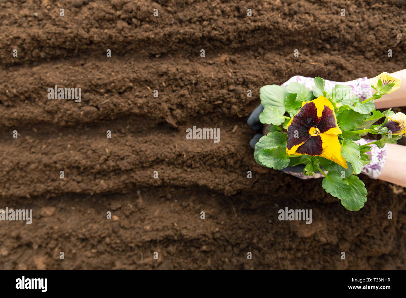 Frau Gärtner pflanzen Blume im Garten. Pflanzung Frühjahr Stiefmütterchen Blume im Garten. Gartenarbeit Konzept Stockfoto