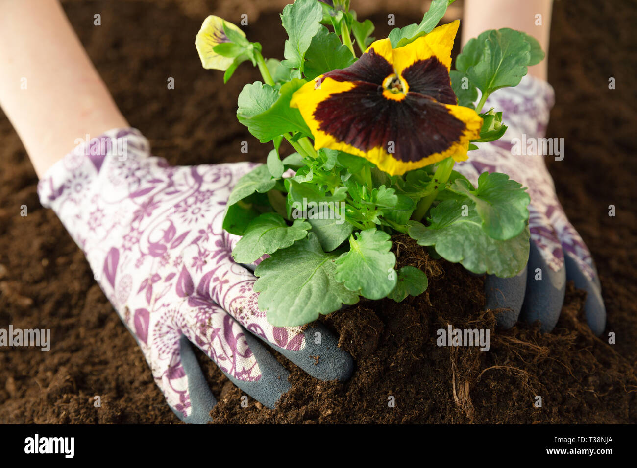 Frau Gärtner pflanzen Blume im Garten. Pflanzung Frühjahr Stiefmütterchen Blume im Garten. Gartenarbeit Konzept Stockfoto