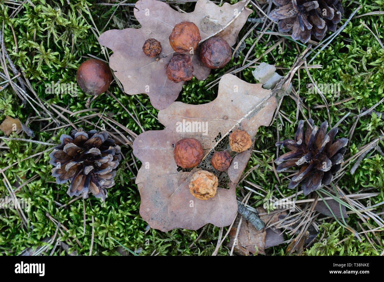 Galle, cecidia, Eichenlaub und Tannenzapfen auf moss Makro Stockfoto