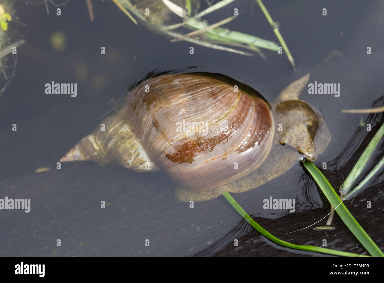Schnecke von gartenteich Fotos und Bildmaterial in hoher Auflösung