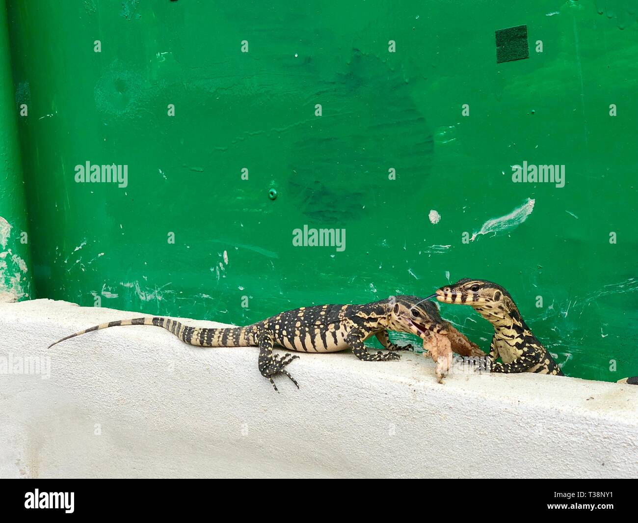 Baum wenig Wasser Monitor oder Varanus Salvator auf der Creme Zement und Grüne alte Hintergrund, einer von ihnen, rohe Hühnerflügel. Stockfoto