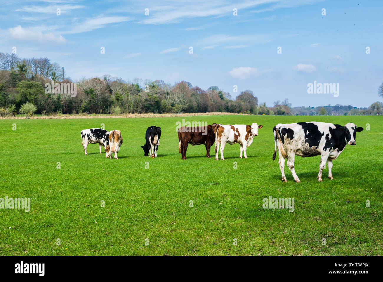 Dies ist ein Bild für mehrere Kühe in einem Feld in Irland Stockfoto
