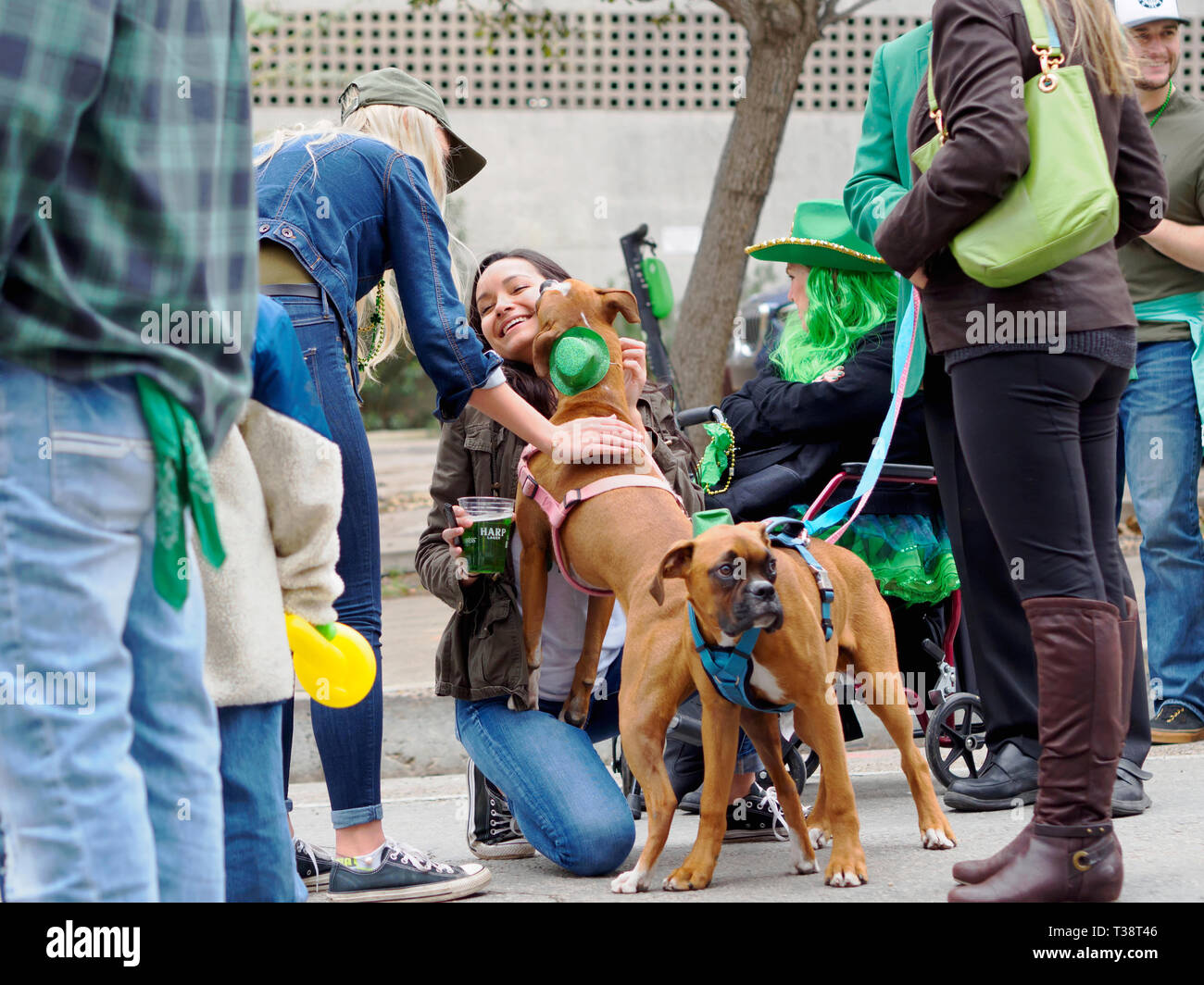 Ein Boxer Hund zeigt Zuneigung zu eine junge Brünette mit einer Tasse grünem Bier in der Hand am 2019 St. Patricks Tag Block Party in Corpus Christi, Texas Stockfoto