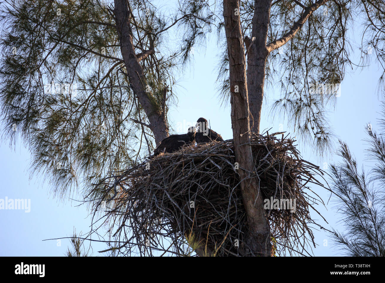 Kinder Baby kahle Adler Haliaeetus leucocephalus in einem Nest auf Marco Island, Florida im Winter. Stockfoto