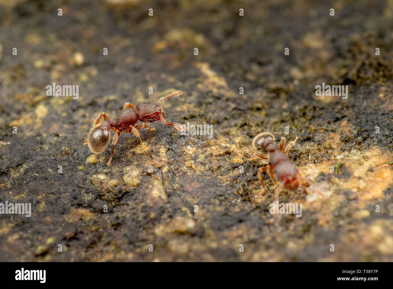 Tetramorium lanuginosum, wolliges Ameisen, einem gemeinsamen tropischen invasiver Ameisenarten Stockfoto