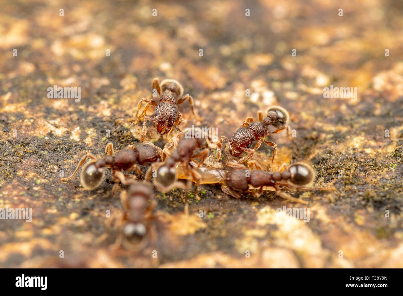 Tetramorium lanuginosum, wolliges Ameisen, einem gemeinsamen tropischen invasiver Ameisenarten Stockfoto