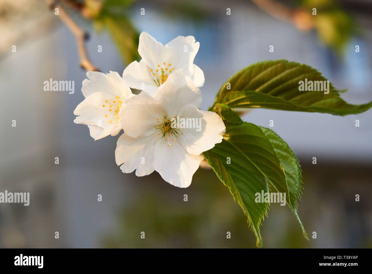 Nahaufnahme von drei japanische Sakura (Kirschblüten) und frische grüne Blätter an einem Frühlingstag in Japan. Stockfoto