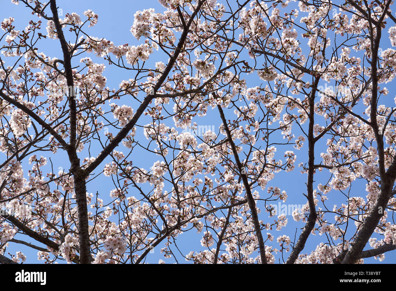 Sakura (japanische Kirschblüte Baum) Zweige und Blumen gegen einen strahlend blauen Himmel an einem Frühlingstag in Japan. Stockfoto