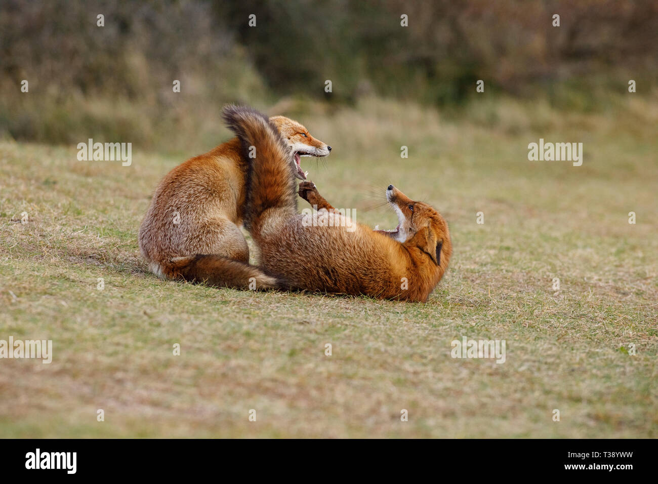 Rotfüchse (Vulpes Vulpes) kämpfen. Zandvoort. Niederlande. Europa Stockfoto