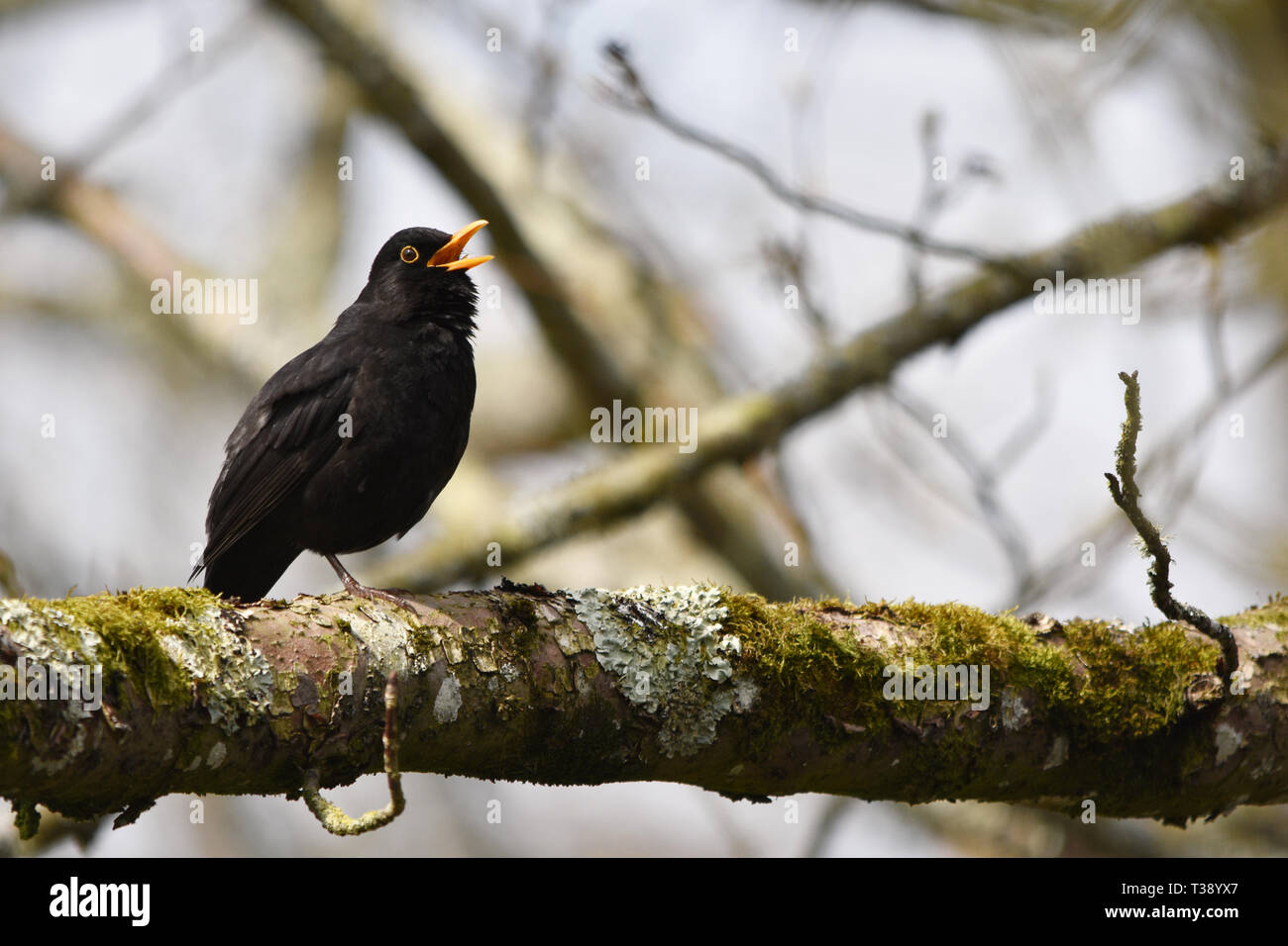 Singen männliche Amsel in einem Baum Stockfoto