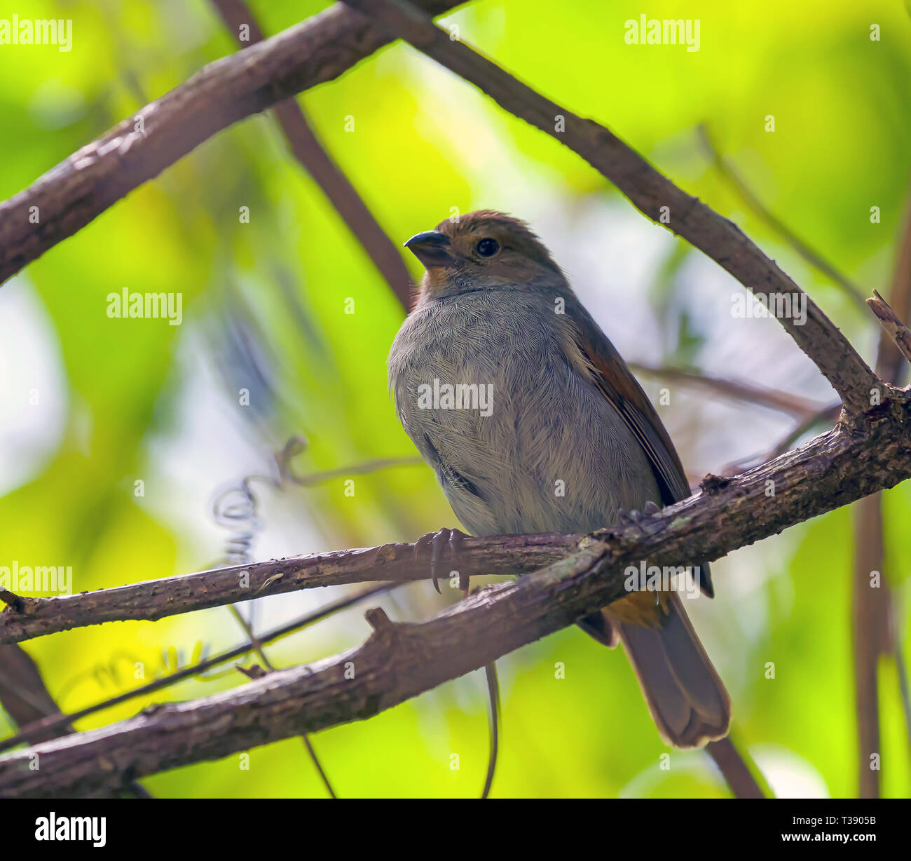 Ein brauner Vogel auf einem Zweig in St. Lucia in der Karibik Stockfoto