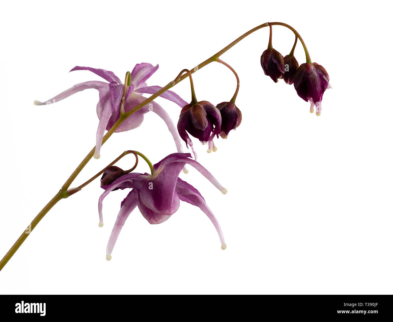 Violett und Lila Blüten Der winterharte Stauden Epimedium' Buckland Spinne", ein Kreuz zwischen E. und E. grandiflorum koreanum Stockfoto