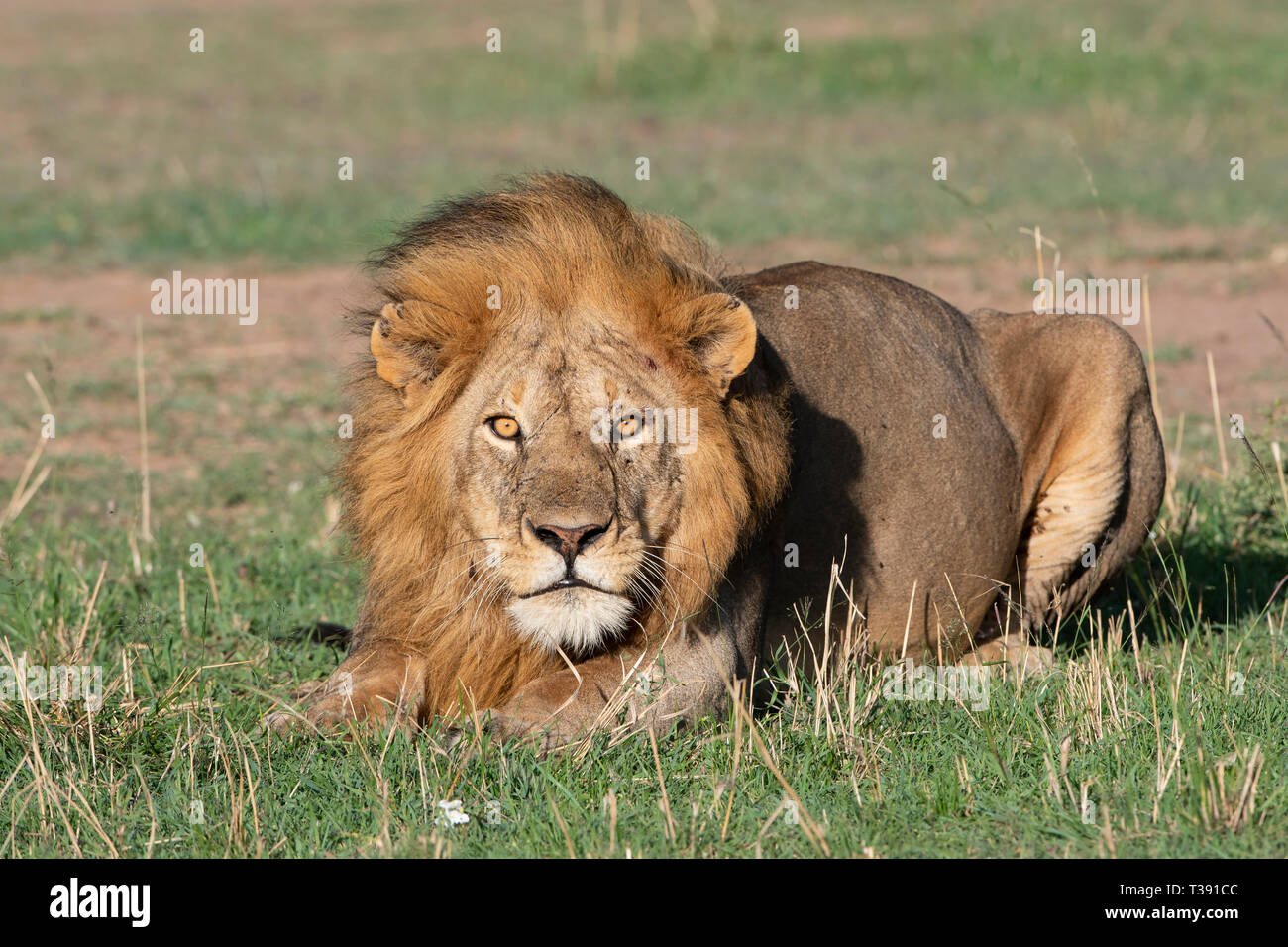 Löwen in der Masai Mara, Kenia Stockfoto