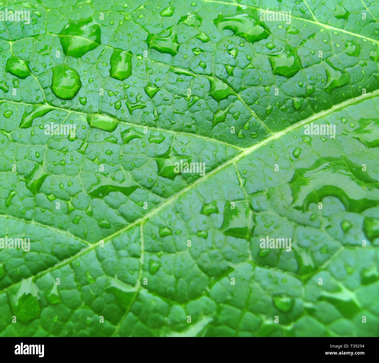Nahaufnahme von grünen Blatt mit Wasser Tropfen Stockfoto