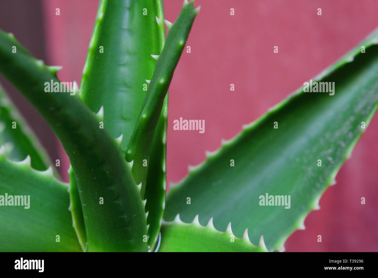 Hojas de Aloe vera. Aloe Vera Blätter. Sabila Stockfoto
