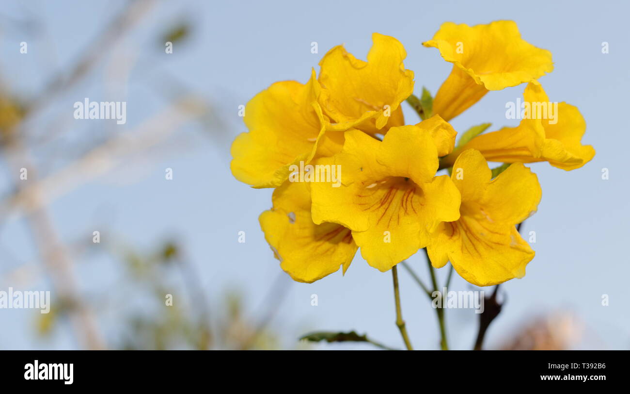 Flores amarillas De primer plano. Gelbe Blumen in den Vordergrund. Stockfoto