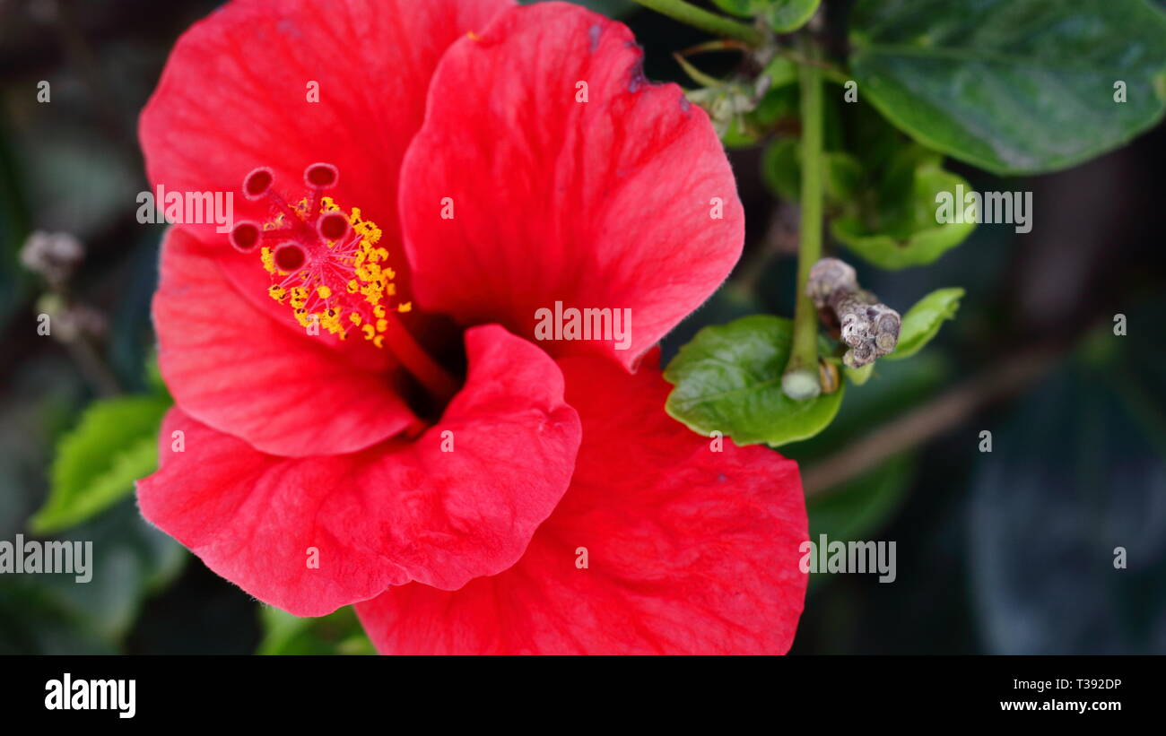 Flor de Cayena en primer plano. Cayenne Blume im Vordergrund. Stockfoto