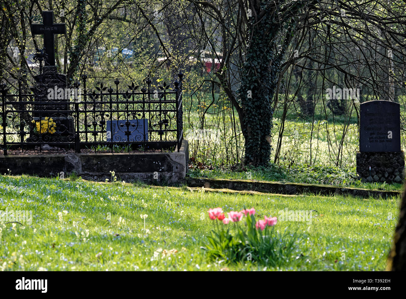 Scilla Blütenfest Das Blaue Wunder mit dem Lindener Berg Stockfoto