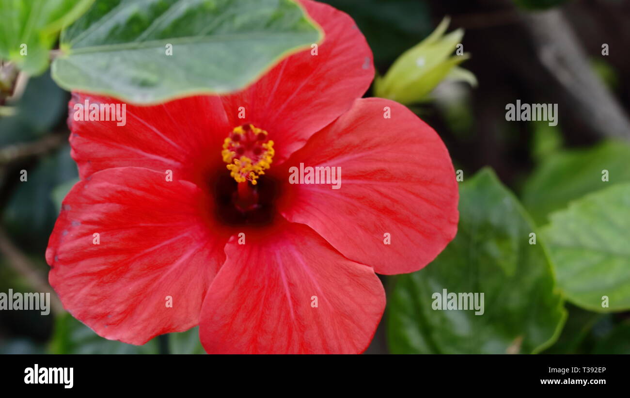 Flor de Cayena en primer plano. Cayenne Blume im Vordergrund. Stockfoto