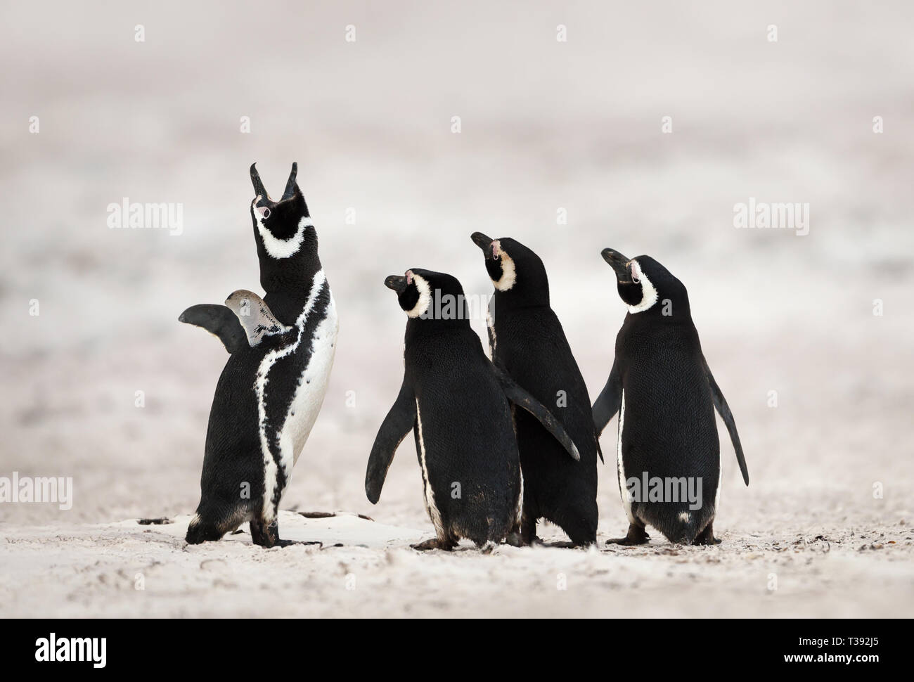 Gruppe der Magellan-pinguine an einem Sandstrand, Falkland Inseln. Stockfoto
