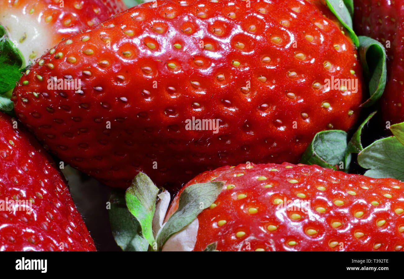 Bandeja de Fresas en primer plano. Fach von Erdbeeren im Vordergrund. Stockfoto