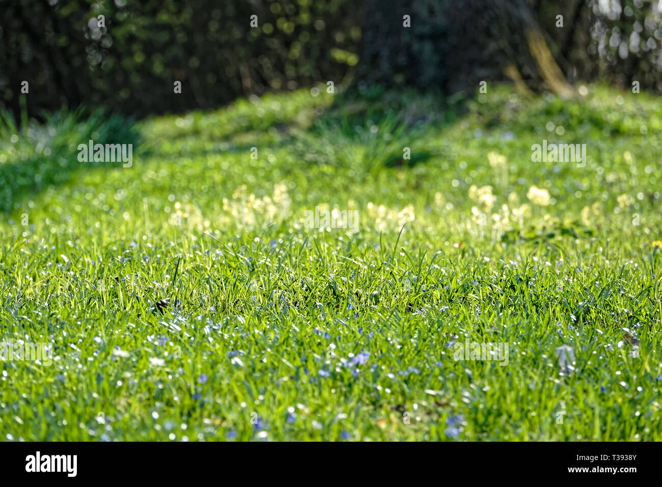 Scilla Blütenfest Das Blaue Wunder mit dem Lindener Berg Stockfoto