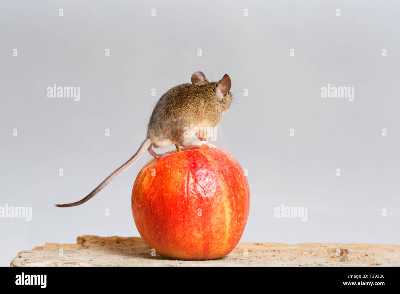 Maus und Apple Stockfoto