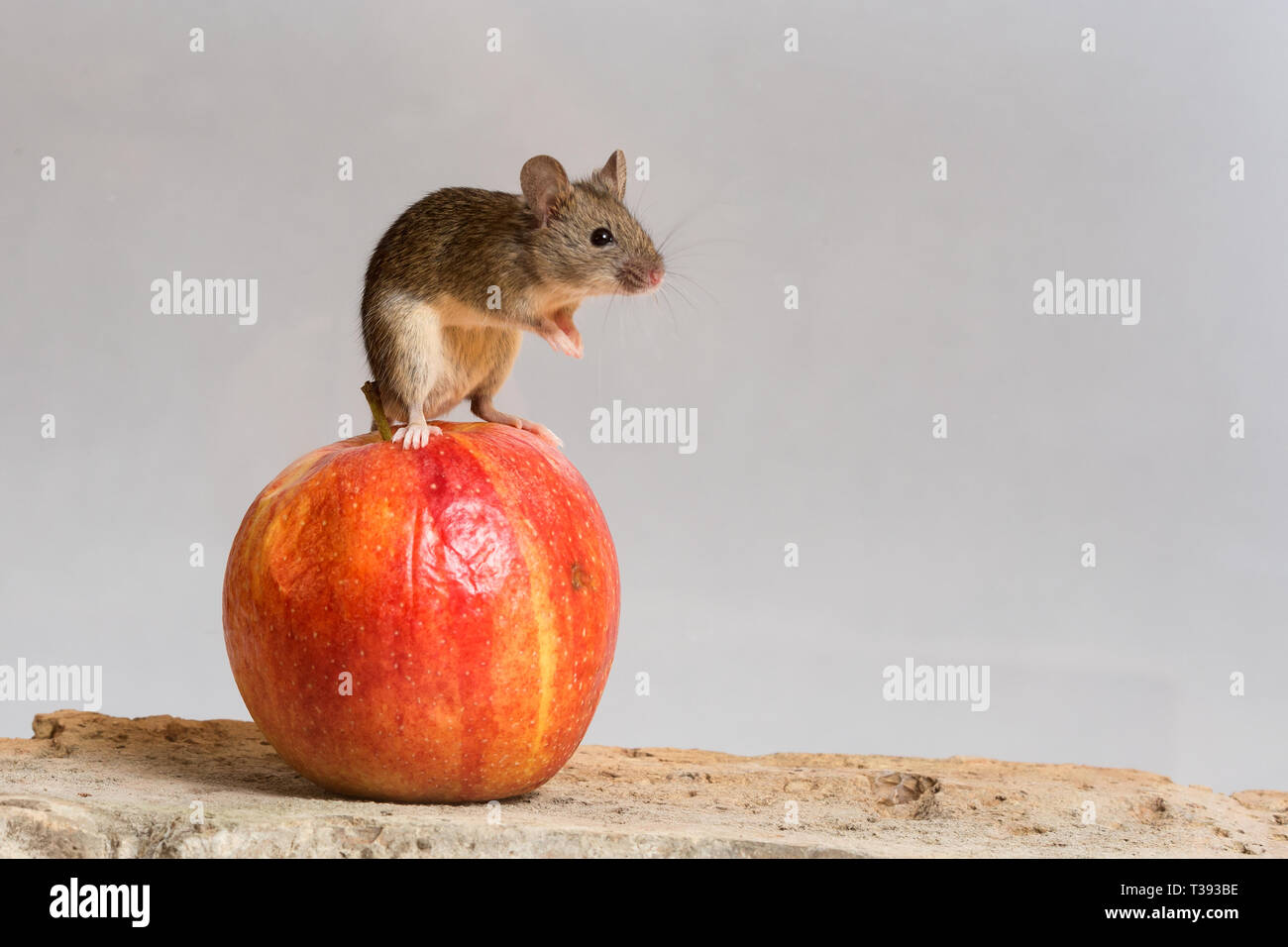 Maus und Apple Stockfoto