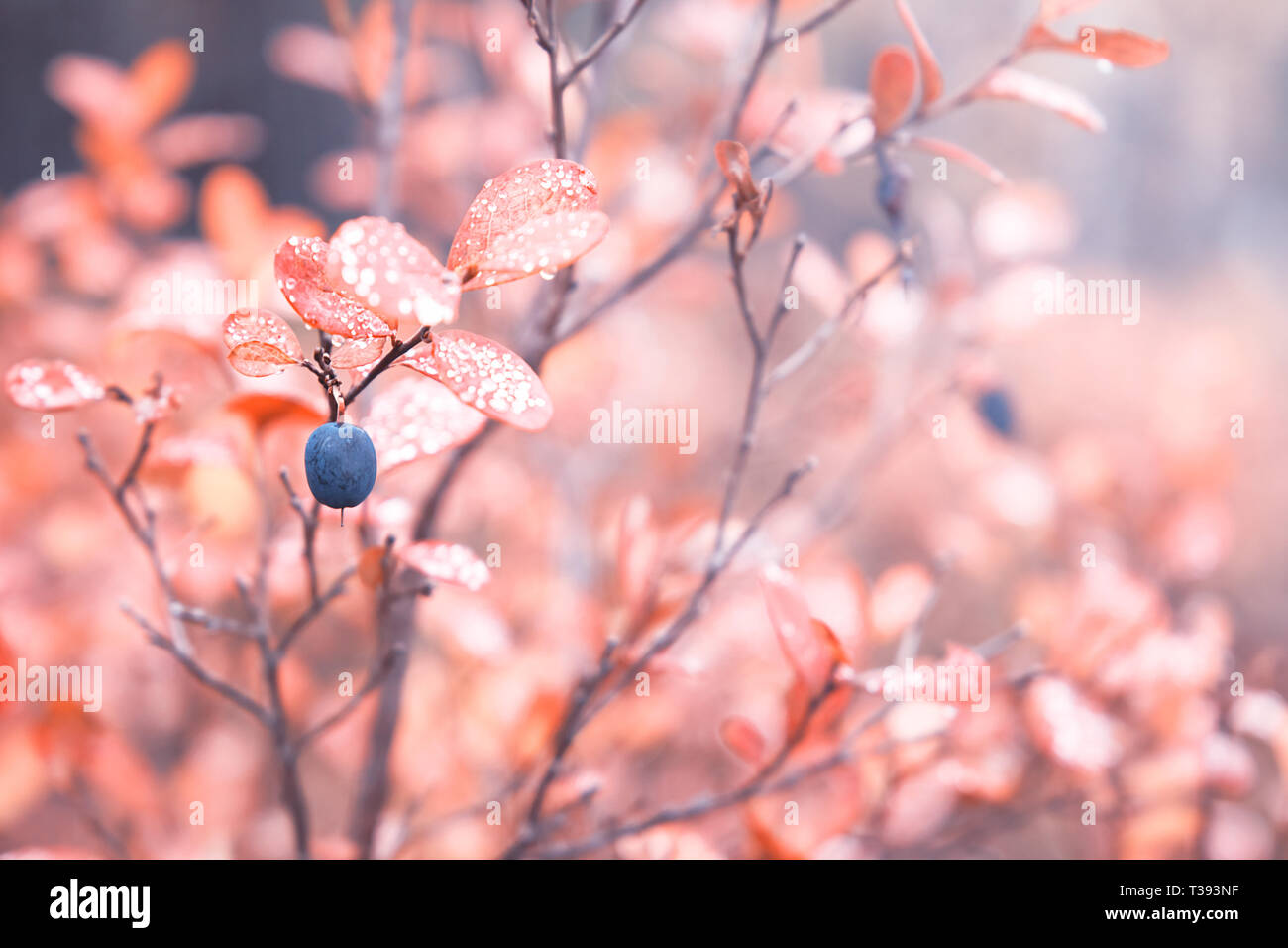 Dickichte des wilden Blaubeeren im Wald. Karelien. Russland Stockfoto