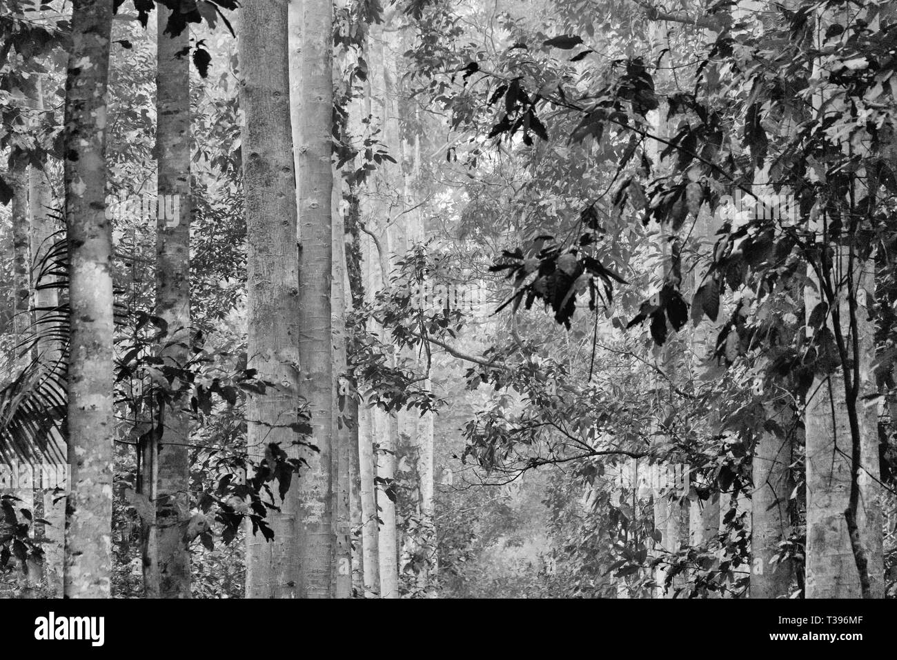 Wald in Lawachara National Park, Sylhet Division, Bangladesch Stockfoto