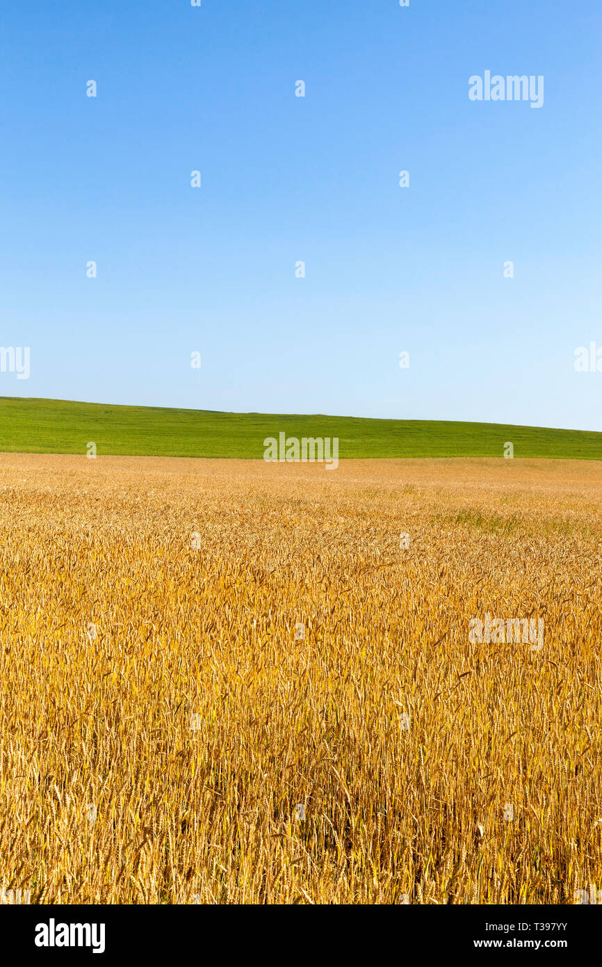 Gelbe Weizen und grünes Gras Stockfoto