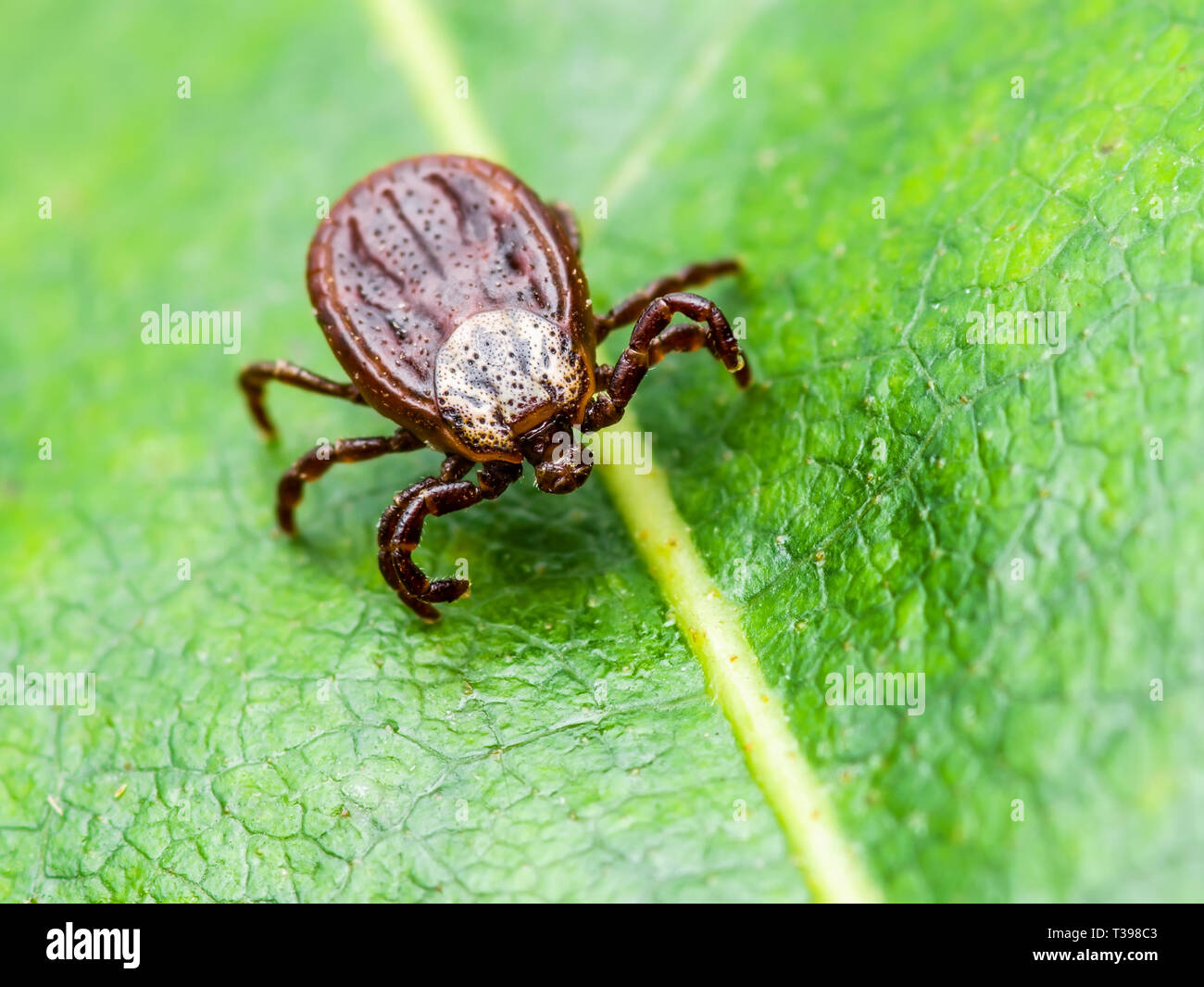 Enzephalitis Virus oder Lyme Krankheit oder Affe Fieber infizierte Zecke Spinne Insekt auf grünem Blatt Makro Stockfoto