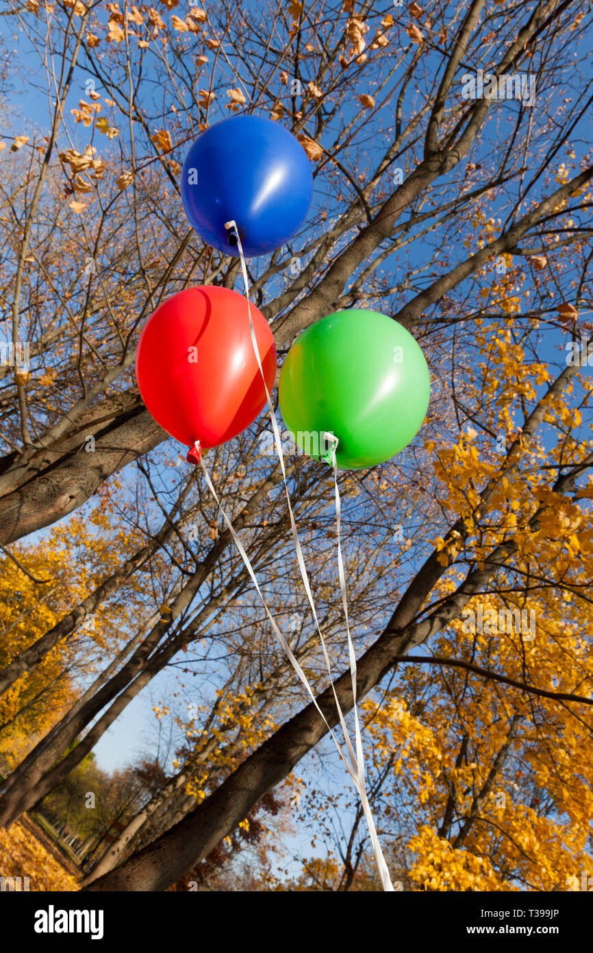 Rot Blau Grün Luftballons vor dem Hintergrund der im Herbst Laub von Laubbäumen der frühling himmel Stockfoto