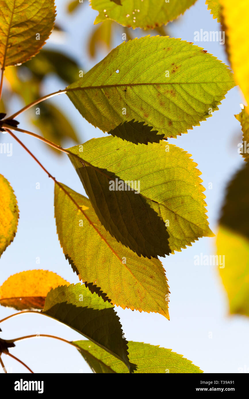 Ändern der Farbe der Blätter der Bäume im frühen Herbst ist noch warm Wetter Stockfoto