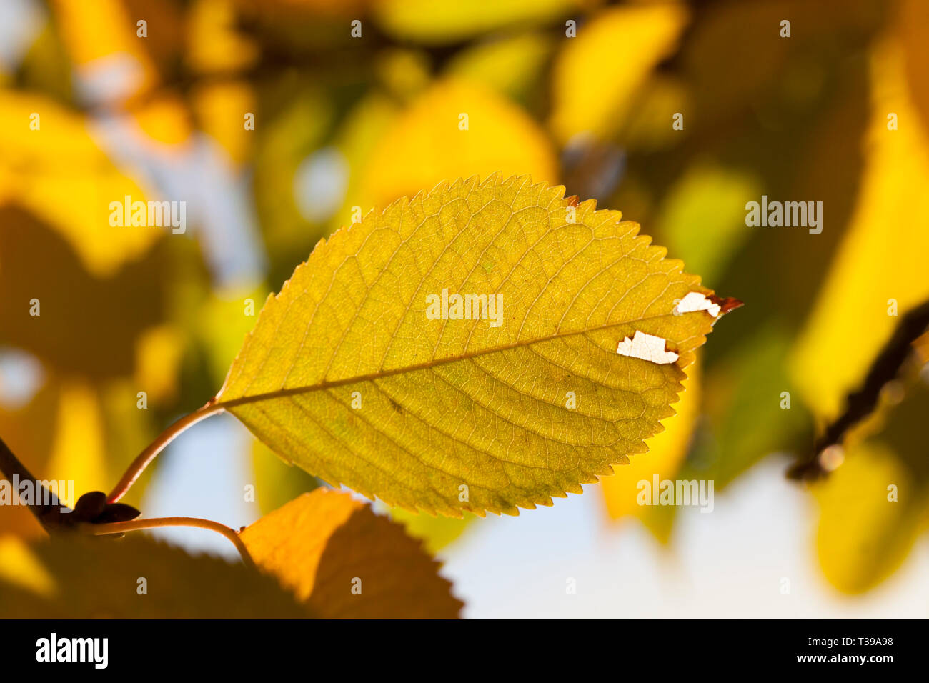 Ändern der Farbe der Blätter der Bäume im frühen Herbst ist noch warm Wetter Stockfoto