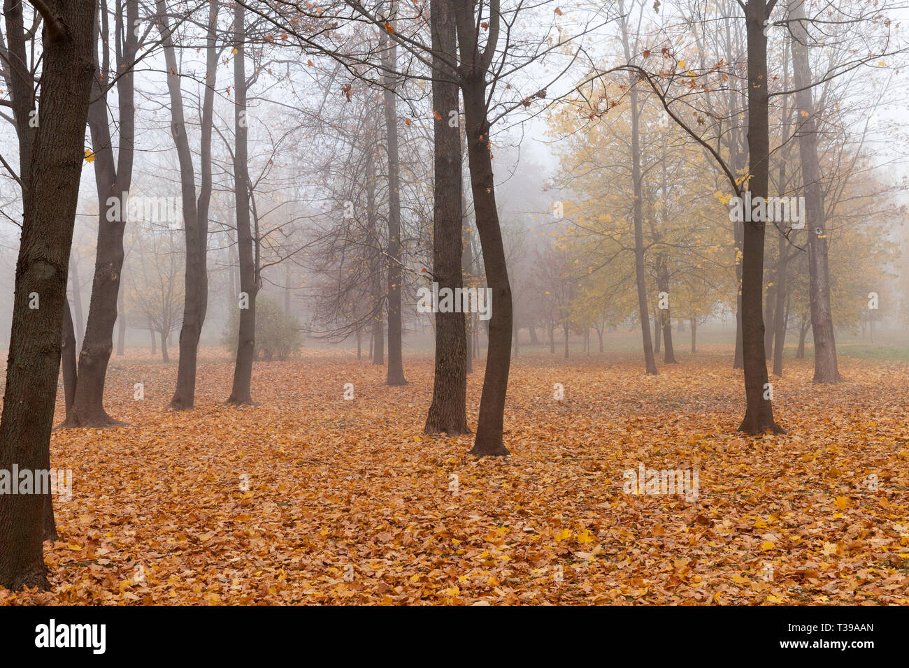 Herbst Park kalten Herbst Wetter mit Blätter fallen zum Teil dunklen, nebligen Morgen Stockfoto