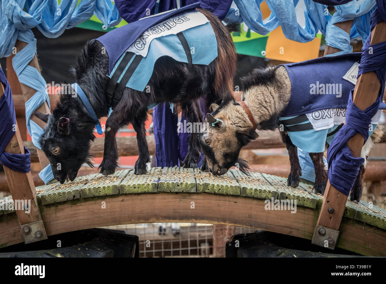 London, Großbritannien. 7. April 2019. 11. jährlichen Oxford gegen Cambridge Ziege Rennen in Spitalfields Stadt Hof in East London. Credit: Guy Corbishley/Alamy Live Neue Stockfoto