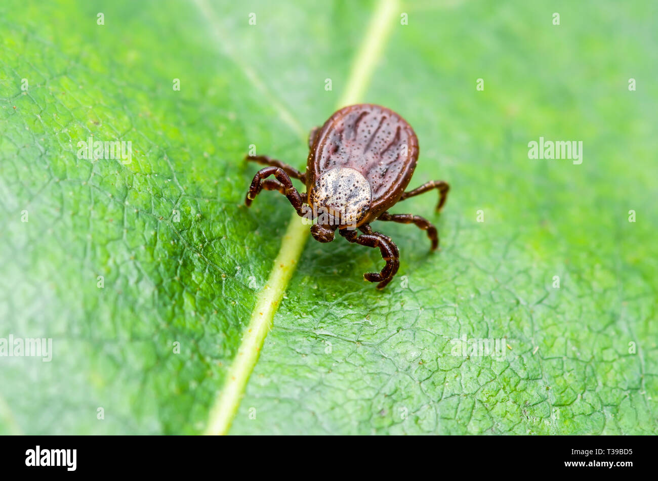 Enzephalitis Virus oder Lyme Krankheit oder Affe Fieber infizierte Zecke Spinne Insekt auf grünem Blatt Makro Stockfoto