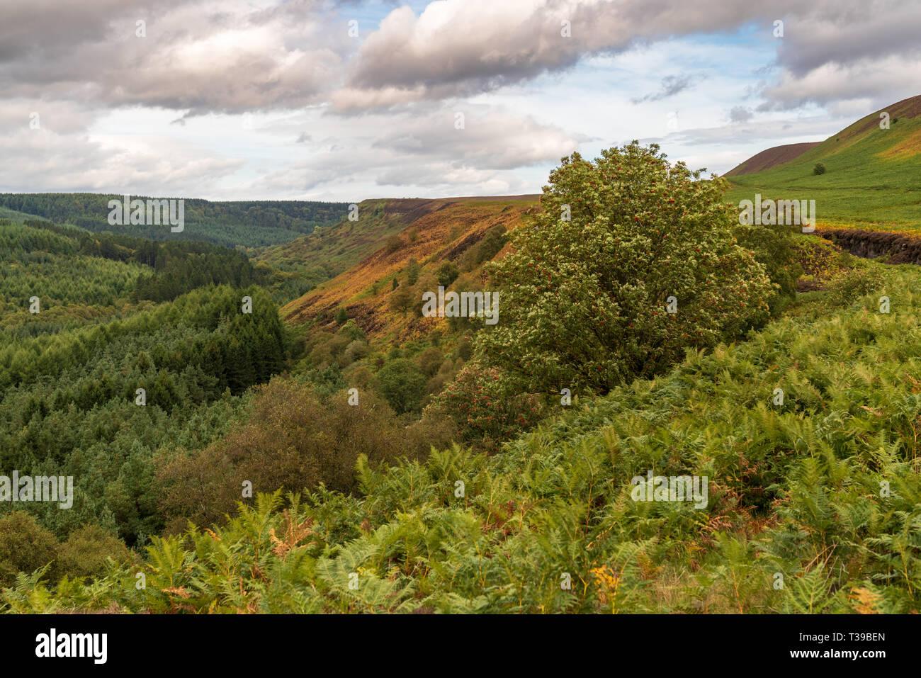 North York Moors Landschaft in Newtondale, aus dem Moor Levisham, North Yorkshire, England, UK gesehen Stockfoto