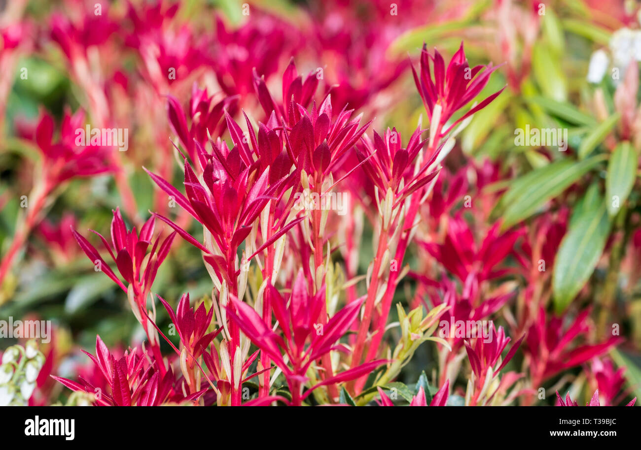Rote Blumen aus der Pieris japonica 'Forest Flame' immergrüne Strauch Blüte im Frühjahr in West Sussex, UK. Stockfoto