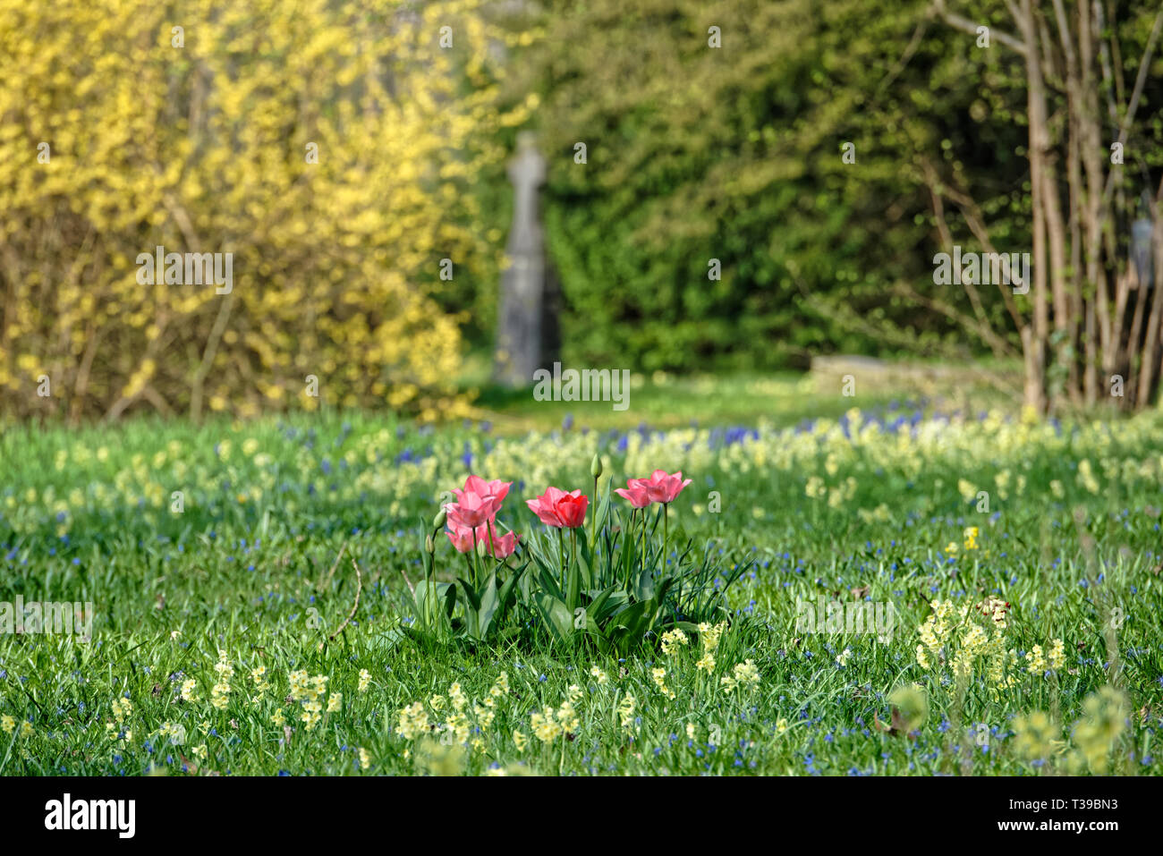 Scilla Blütenfest Das Blaue Wunder mit dem Lindener Berg Stockfoto