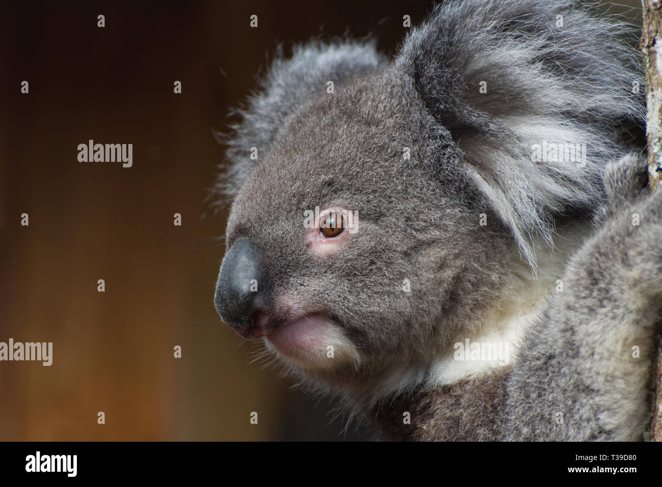 Koala / Phascolarctos cinereus in einem Baum Stockfoto