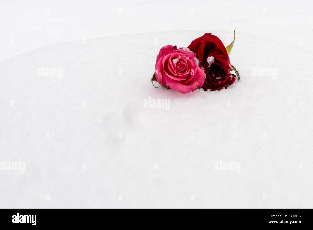 Seattle, Washington - 2019-02-09 - Rosen im Schnee nach dem Snowpocalypse 2019 in Seattle. Stockfoto