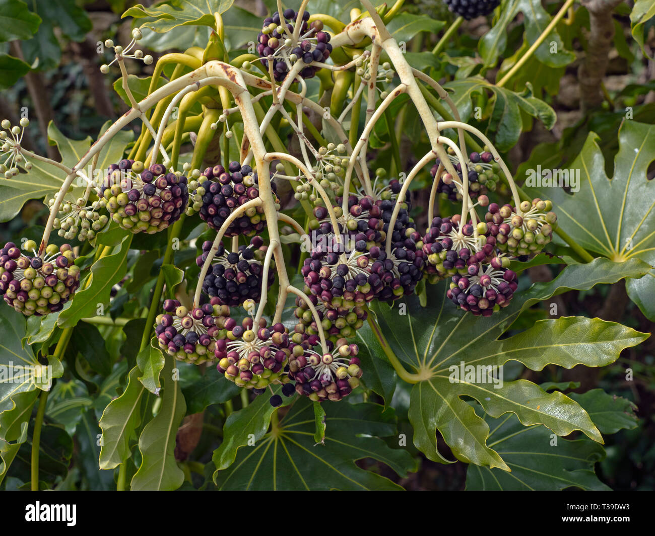 Fatsia japonica, Japanische oder false Aralia Rizinus Stockfoto